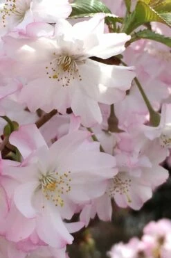 Autumnalis Fall Blooming Cherry Tree - 5 Gallon Pot