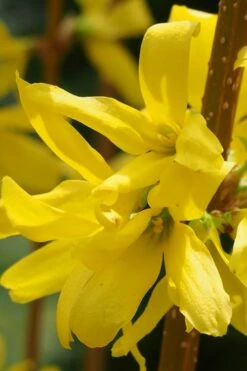 Believe It Or Not Forsythia - 2 Gallon Pot -Wilson Bros Gardens Shop Forsythia Lynwood Gold Rev 2 500x750 1