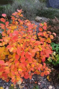 Blue Mist Fothergilla - 3 Gallon Pot -Wilson Bros Gardens Shop Fothergilla Blue Mist 3