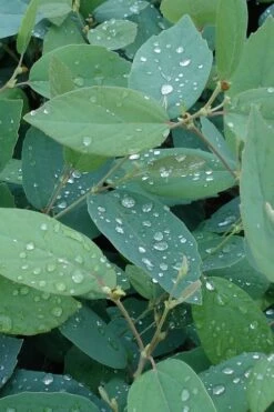 Blue Mist Fothergilla - 3 Gallon Pot -Wilson Bros Gardens Shop Fothergilla Blue Mist 4