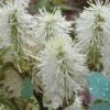 Blue Mist Fothergilla - 3 Gallon Pot