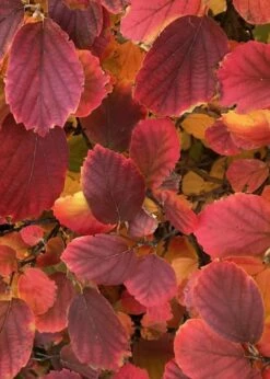 Blue Shadow Fothergilla - 3 Gallon Pot -Wilson Bros Gardens Shop Fothergilla Blue Shadow 1