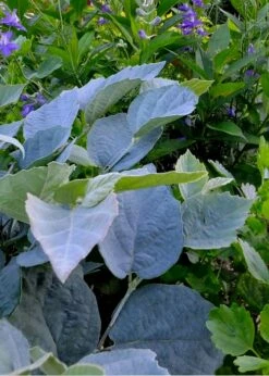 Blue Shadow Fothergilla - 3 Gallon Pot -Wilson Bros Gardens Shop Fothergilla Blue Shadow 2