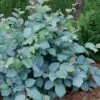 Blue Shadow Fothergilla - 3 Gallon Pot