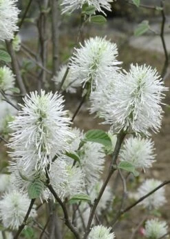Blue Shadow Fothergilla - 3 Gallon Pot -Wilson Bros Gardens Shop Fothergilla Blue Shadow 6