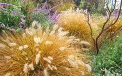 Hameln Dwarf Hardy Fountain Grass (Pennisetum) - 3 Gallon Pot -Wilson Bros Gardens Shop Fountain Grass Hameln Fall