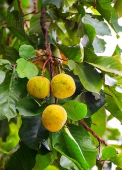 Santol (Sandoricum Koetjape) -Wilson Bros Gardens Shop Fresh santol on tree