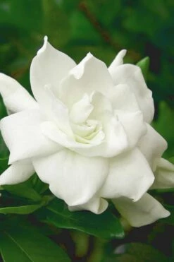 August Beauty Gardenia - 1 Gallon Pot