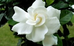 August Beauty Gardenia - 6 Pack Of 1 Gallon Pots -Wilson Bros Gardens Shop Gardenia August Beauty Flower Closeup 2