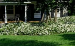 Radicans Creeping Dwarf Gardenia - 3 Gallon Pot -Wilson Bros Gardens Shop Gardenia Creeping 20 2