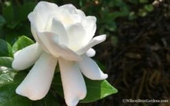 Crown Jewel Gardenia - 1 Gallon Pot -Wilson Bros Gardens Shop Gardenia Crown Jewel 4