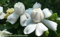 Crown Jewel Gardenia - 1 Gallon Pot -Wilson Bros Gardens Shop Gardenia Crown Jewel 50 1