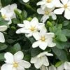 Hardy Fragrant Daisy Gardenia Bush - 1 Gallon Pot