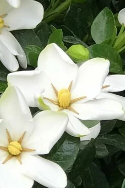 Hardy Fragrant Daisy Gardenia Bush - 2.5 Quart Pot -Wilson Bros Gardens Shop Gardenia Daisy 21 1