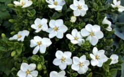 Hardy Fragrant Daisy Gardenia Bush - 2.5 Quart Pot -Wilson Bros Gardens Shop Gardenia Daisy Blooms 1