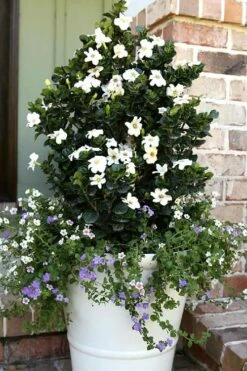 Diamond Spire Gardenia - 1 Gallon Pot -Wilson Bros Gardens Shop Gardenia Diamond Spire 4 2