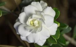 Double Mint Gardenia - 3 Gallon Pot -Wilson Bros Gardens Shop Gardenia Double Mint 6 1