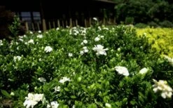 Double Mint Gardenia - 3 Gallon Pot -Wilson Bros Gardens Shop Gardenia Double Mint 8 1