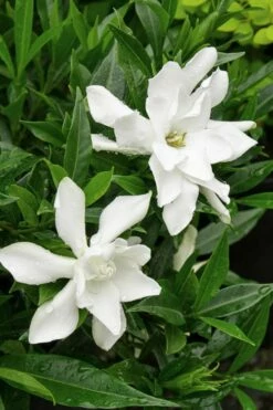Frost Proof Gardenia - 3 Gallon Pot -Wilson Bros Gardens Shop Gardenia Frost Proof Rev 500x750 1