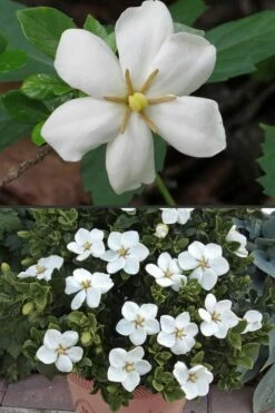 Hardy Fragrant Daisy Gardenia Bush - 2.5 Quart Pot -Wilson Bros Gardens Shop Gardenia Hardy Daisy 500x750 2