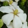 Heaven Scent Gardenia - 6 Pack Of 1 Gallon Pots