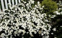 Heaven Scent Gardenia - 6 Pack Of 1 Gallon Pots -Wilson Bros Gardens Shop Gardenia Heaven Scent 17