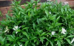 Radicans Creeping Dwarf Gardenia - 6 Pack Of 1 Gallon Pots -Wilson Bros Gardens Shop Gardenia Radicans 53