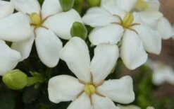 ScentAmazing Gardenia - 1 Gallon Pot -Wilson Bros Gardens Shop Gardenia Scentamazing 20 1