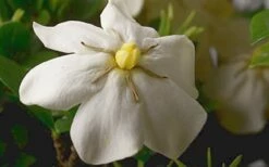 ScentAmazing Gardenia - 1 Gallon Pot -Wilson Bros Gardens Shop Gardenia Scentamazing Closeup 1