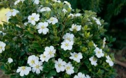 ScentAmazing Gardenia - 1 Gallon Pot -Wilson Bros Gardens Shop Gardenia Scentamazing Shrub 1