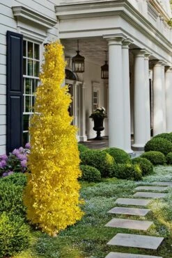 Sky Tower Ginkgo Maidenhair Tree (Male) - 2 Gallon Pot -Wilson Bros Gardens Shop Ginkgo Sky Tower 1 2