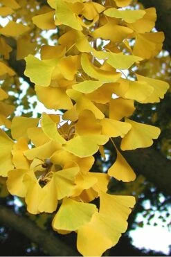 Sky Tower Ginkgo Maidenhair Tree (Male) - 3 Gallon Pot -Wilson Bros Gardens Shop Ginkgo Sky Tower 2 4