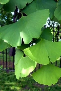 Ginkgo Maidenhair Tree (Male) - 3 Gallon Pot -Wilson Bros Gardens Shop Ginkgo Tree 10