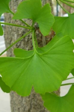 Ginkgo Maidenhair Tree (Male) - 2 Gallon Pot -Wilson Bros Gardens Shop Ginkgo Tree 11 3