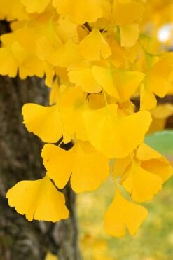 Ginkgo Maidenhair Tree (Male) - 2 Gallon Pot -Wilson Bros Gardens Shop Ginkgo Tree 14 1