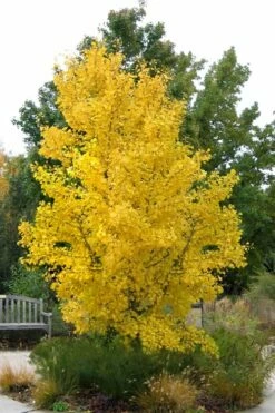 Ginkgo Maidenhair Tree (Male) - 3 Gallon Pot -Wilson Bros Gardens Shop Ginkgo Tree 16