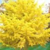 Ginkgo Maidenhair Tree (Male) - 2 Gallon Pot