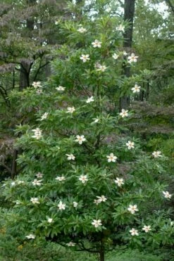 Sweet Tea Mountain Gordlinia - 5 Gallon Pot -Wilson Bros Gardens Shop Gordlinia Sweet Tea 12 1