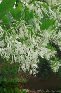 Grancy Graybeard - White Fringe Tree - 7 Gallon Pot (3-4') 13 Grancy Graybeard - White Fringe Tree - 7 Gallon Pot (3-4') -Wilson Bros Gardens Shop Grancy Graybeard Tree 30 1