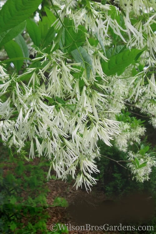Grancy Graybeard - White Fringe Tree - 7 Gallon Pot (3-4') 7 Grancy Graybeard - White Fringe Tree - 7 Gallon Pot (3-4') - Image 7