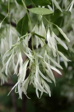Grancy Graybeard - White Fringe Tree - 7 Gallon Pot (3-4') 12 Grancy Graybeard - White Fringe Tree - 7 Gallon Pot (3-4') -Wilson Bros Gardens Shop Grancy Graybeard Tree 32 1