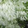 Grancy Graybeard - White Fringe Tree - 1 Gallon Pot
