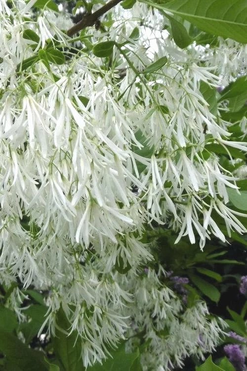 Grancy Graybeard - White Fringe Tree - 7 Gallon Pot (3-4') 1 Grancy Graybeard - White Fringe Tree - 7 Gallon Pot (3-4')