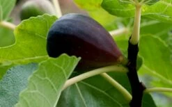 Black Mission Fig Tree - 1 Gallon Pot -Wilson Bros Gardens Shop Grape Black Mission 50