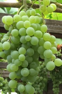 Himrod Seedless Grape Vine - 2 Gallon Pot