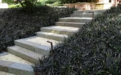 Black Mondo Grass - Ophiopogon Planiscapus 'Nigrescens' - 6 Pack Of 1 Gallon Pots -Wilson Bros Gardens Shop Grass Mondo Black