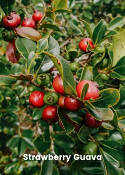 Guava Bundle: Strawberry Guava & Lemon Guava -Wilson Bros Gardens Shop GuavaBundle StrawberryGuavaandLemonGuavaplantsforSale SowExotic.com
