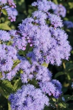 Hardy Ageratum (Blue Mistflower) - 1 Gallon Pot -Wilson Bros Gardens Shop Hardy Ageratum 3