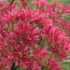 Temple Of Bloom Seven-son Flower (Heptacodium Miconioides) - 1 Gallon Pot