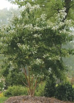 Temple Of Bloom Seven-son Flower (Heptacodium Miconioides) - 1 Gallon Pot -Wilson Bros Gardens Shop Heptacodium Temple Of Bloom 3 2